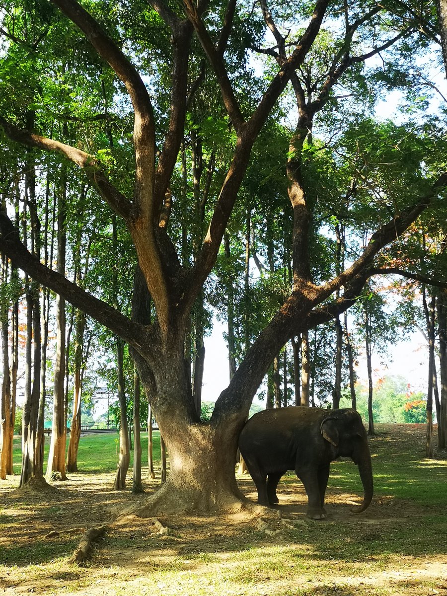 Éléphant au pied d'un grand arbre dans un parc verdoyant